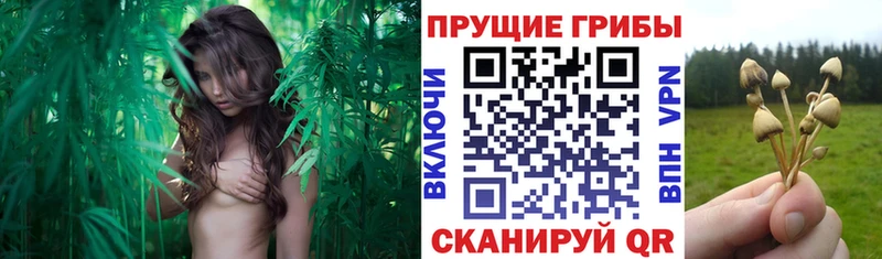 купить наркотики цена  Северо-Курильск  Псилоцибиновые грибы ЛСД 